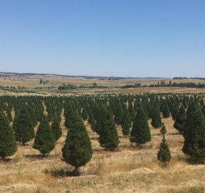 Rows of shaped pine Christmas trees growing at the farm in Gundaroo under a blue sky