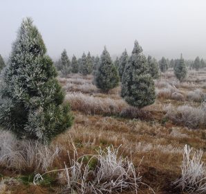 Frost-covered pine Christmas trees in the paddock on a misty winter morning