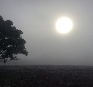The sun shining through morning fog beside a tree at the farm