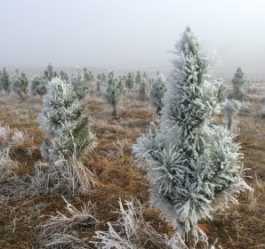 Young pine Christmas trees covered in frost on a foggy morning