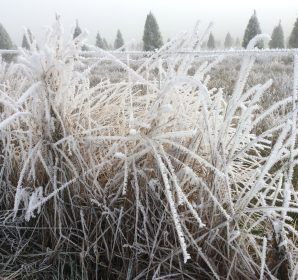 Frosted grass along the fence line, with pine trees in the background